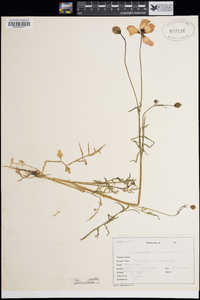 Papaver heterophyllum image