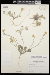 Physaria kingii subsp. latifolia image