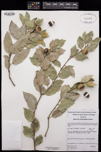 Quercus chrysolepis image