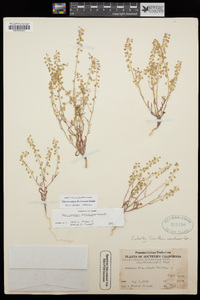 Thysanocarpus desertorum image
