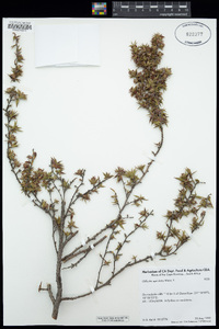 Image of Cliffortia apiculata