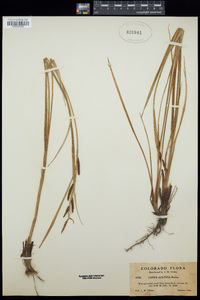 Carex nudata image