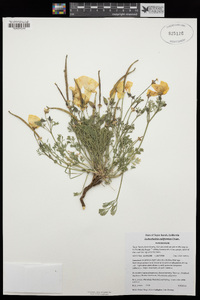 Eschscholzia californica image