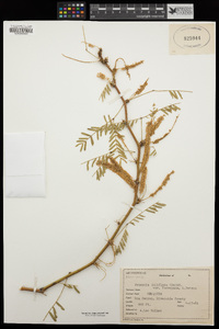 Prosopis glandulosa var. torreyana image