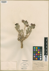 Astragalus australis var. glabriusculus image