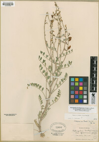 Astragalus lentiginosus var. fremontii image