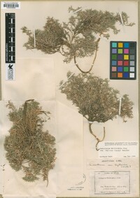 Astragalus kentrophyta var. tegetarius image