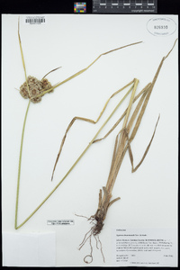 Cyperus drummondii image