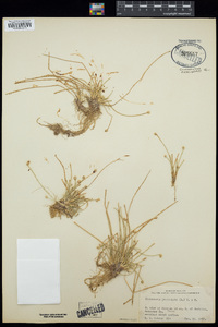 Eleocharis geniculata image