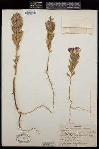 Clarkia purpurea subsp. purpurea image