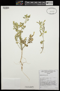 Melilotus indicus image