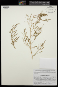 Image of Asparagus pallasii