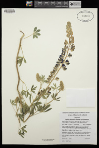 Lupinus formosus var. formosus image