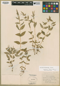 Epilobium saximontanum image