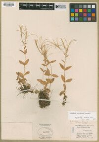 Epilobium lactiflorum image