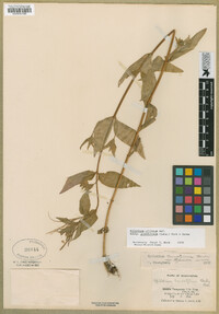 Epilobium ciliatum subsp. glandulosum image