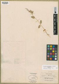 Epilobium hornemannii subsp. hornemannii image