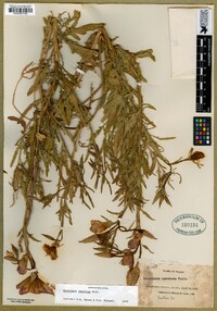 Oenothera speciosa image