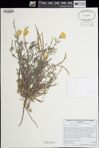 Eschscholzia californica image