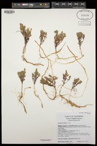 Scutellaria nana image