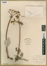 Eriogonum compositum image