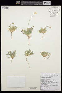 Platystemon californicus image