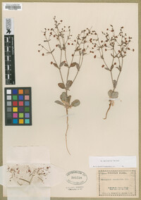 Eriogonum maculatum image