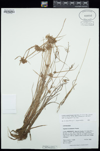 Cyperus sanguinolentus image