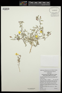 Camissonia kernensis subsp. gilmanii image