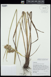 Cyperus drummondii image