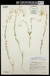 Descurainia pinnata subsp. brachycarpa image