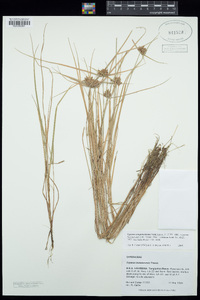 Cyperus sanguinolentus image