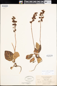 Pyrola picta image