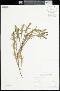 Image of Hakea ceratophylla