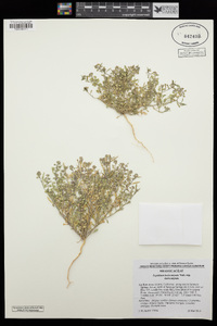 Lepidium lasiocarpum subsp. lasiocarpum image