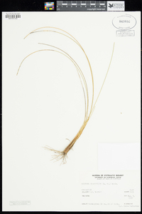 Schoenus curvifolius image
