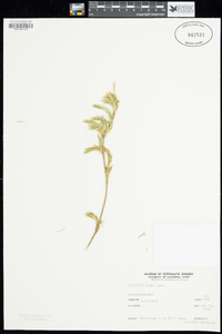 Image of Calectasia cyanea