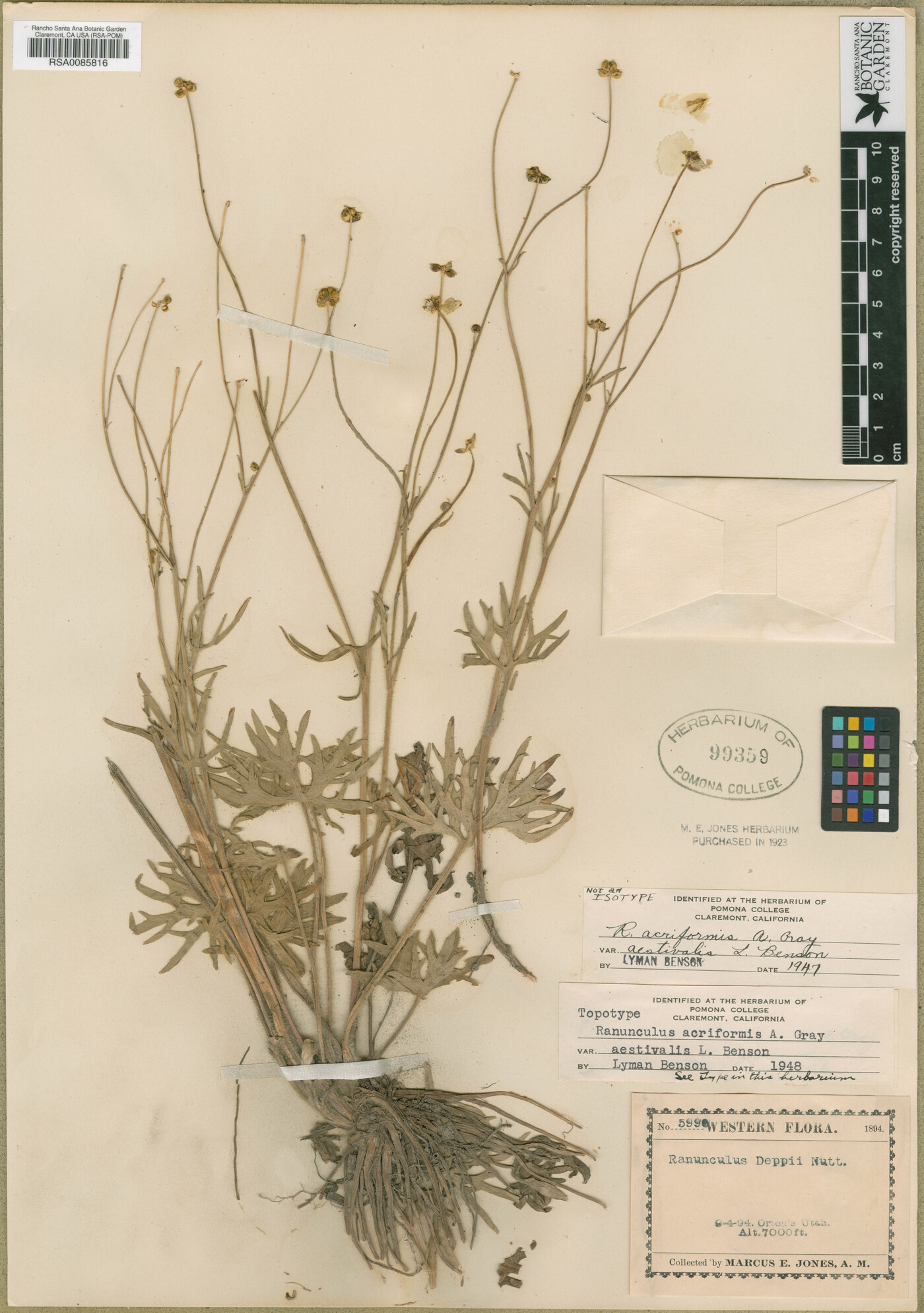 Ranunculus acriformis var. aestivalis image