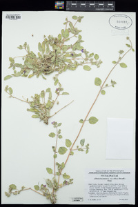 Allionia incarnata var. villosa image