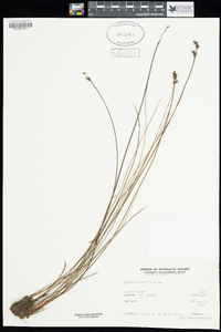 Image of Anarthria gracilis