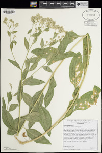 Lepidium latifolium image