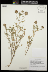 Trifolium willdenovii image