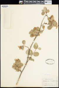 Amelanchier utahensis image