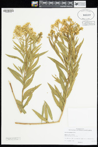 Baccharis salicifolia image