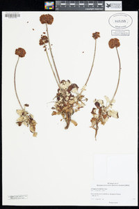 Eriogonum latifolium image