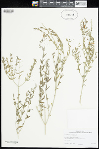 Image of Teucrium racemosum