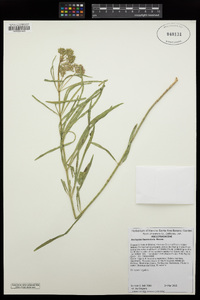 Asclepias fascicularis image