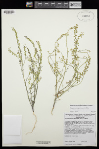 Thysanocarpus desertorum image