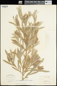 Salix argophylla image