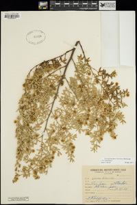 Larrea tridentata image